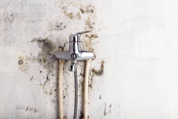 Best Certified Mold Removal  in University City, MO