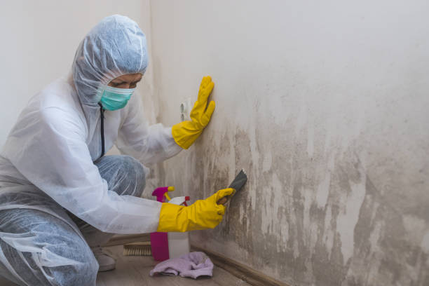 Best Residential Mold Removal  in University City, MO