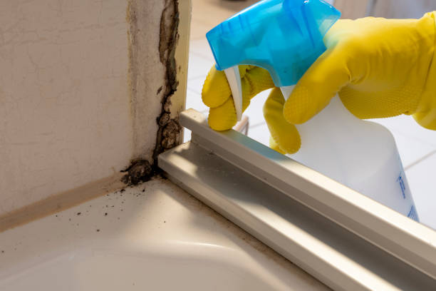 Best Toxic Mold Removal  in University City, MO