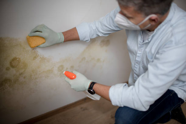 Best Fast Mold Removal  in University City, MO