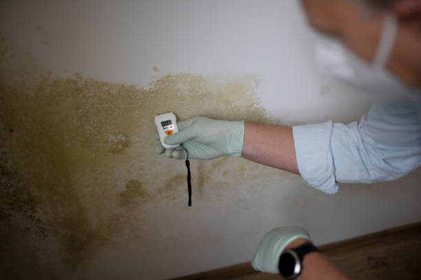 Best Black Mold Removal  in University City, MO