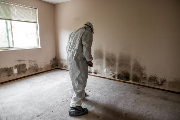 Best Office Mold Removal Services  in University City, MO