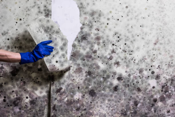 Best Mold Testing  in University City, MO