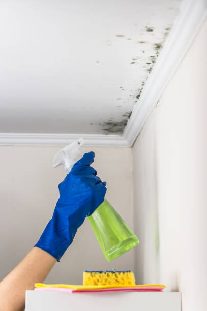 Best Fast Mold Removal  in University City, MO